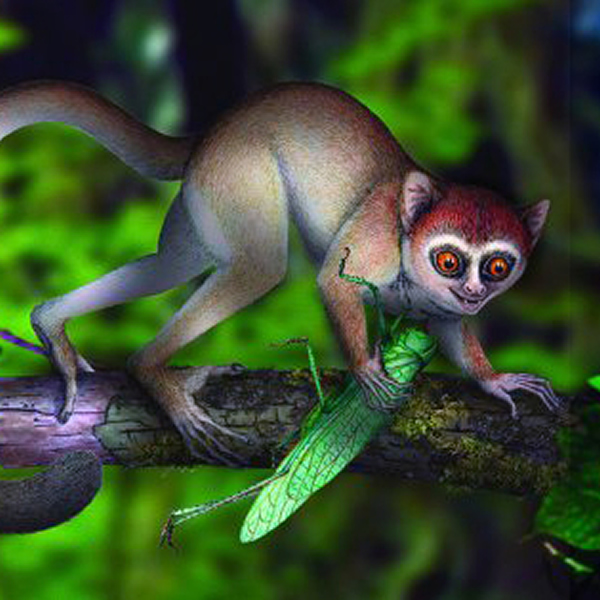 Archicebus Achilles的复原图