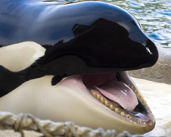 蚊子携带的脑炎病毒导致逆戟鲸死亡