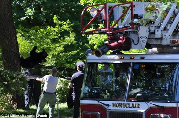 ����һֻ���ܴ����������������4�����ϵ���