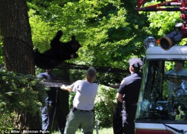 ����һֻ���ܴ����������������4�����ϵ���