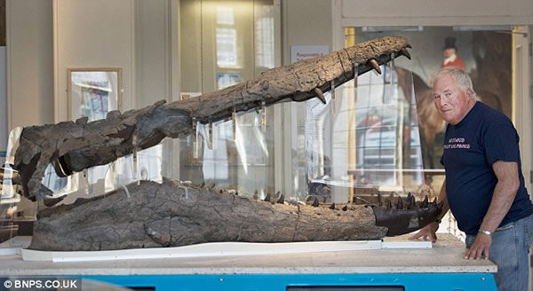 英国化石收藏家花费5年时间完成巨型史前海洋爬行动物头骨化石修复工作