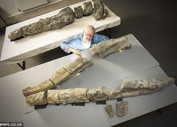 英国化石收藏家花费5年时间完成巨型史前海洋爬行动物头骨化石修复工作