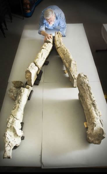 英国化石收藏家花费5年时间完成巨型史前海洋爬行动物头骨化石修复工作