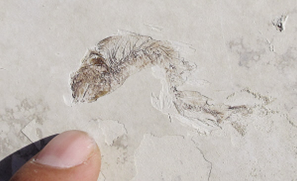 记者在盗挖现场捡到的鱼化石