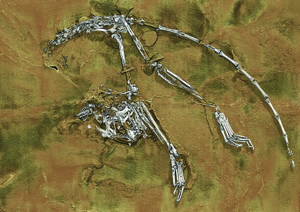 阿喀琉斯基猴(Archicebus achilles)化石