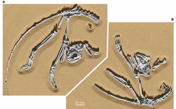 阿喀琉斯基猴(Archicebus achilles)化石