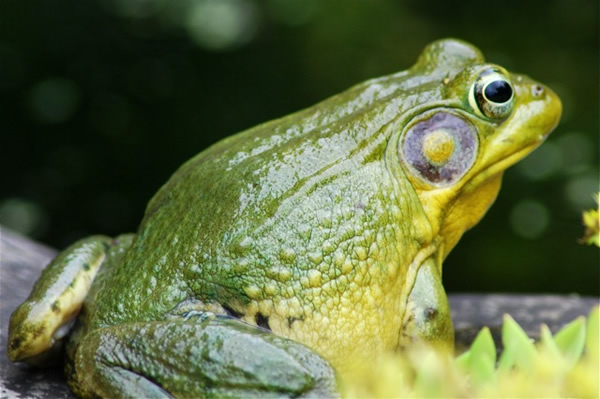 ������ż�����еĻ����Ϣ