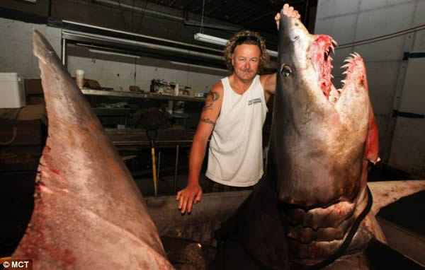 美国渔民捕捉最大短鳍灰鲭鲨受到保护动物人士强烈谴责