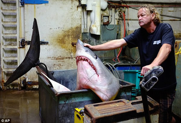 美国渔民捕捉最大短鳍灰鲭鲨受到保护动物人士强烈谴责