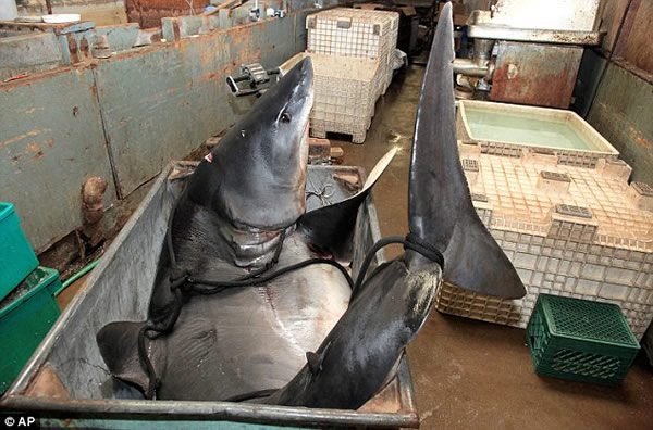 美国渔民捕捉最大短鳍灰鲭鲨受到保护动物人士强烈谴责