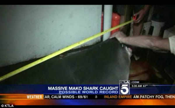 美国渔民捕捉最大短鳍灰鲭鲨受到保护动物人士强烈谴责