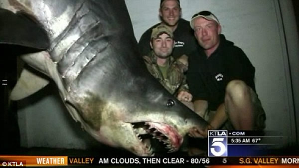 美国渔民捕捉最大短鳍灰鲭鲨受到保护动物人士强烈谴责