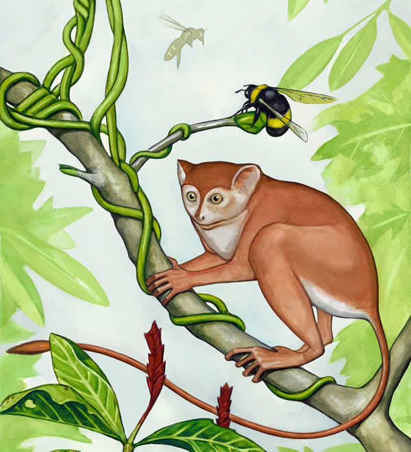 阿喀琉斯基猴(Archicebus achilles)复原图