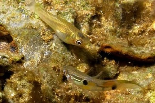 �����о����ִ�Լ���ķ�֮һ�Ŀ�ȸ��������������������