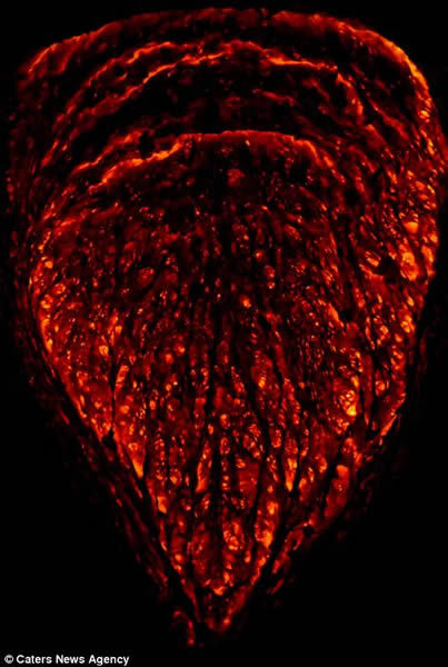 摄影师近距离拍摄夏威夷卡拉帕纳火山爆发