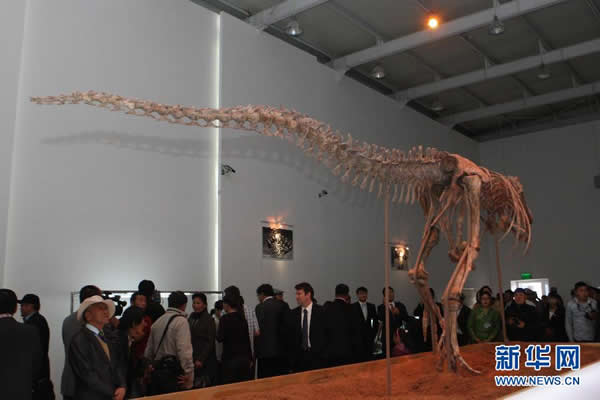蒙古国展出被归还的勇士特暴龙化石