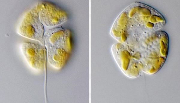 科学家本次发现的距今30亿年浮游生物体长大约为20至60微米,图中显示的是目前生活在海洋中的凯伦藻属,其体长为20微米左右