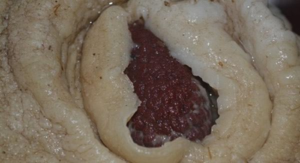 “外星人”眼睛?