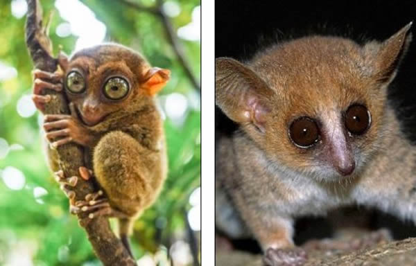 左侧照片展示了东南亚岛屿上的一只眼镜猴,现在已经是濒危物种。右侧照片展示了一只侏儒鼠狐猴,生活在马达加斯加,是世界上最小的灵长类动物