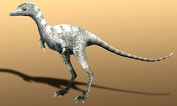 遥远小驰龙(Parvicursor remotus)