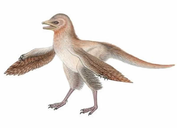 短羽始中国羽龙(Eosinopteryx brevipenna)