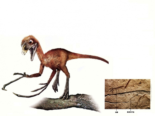 宁城树息龙(Epidendrosaurus ningchengensis)