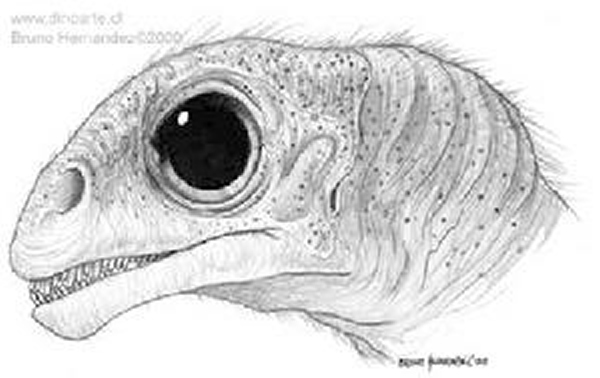 巴塔哥尼亚鼠龙(Mussaurus patagonicus)