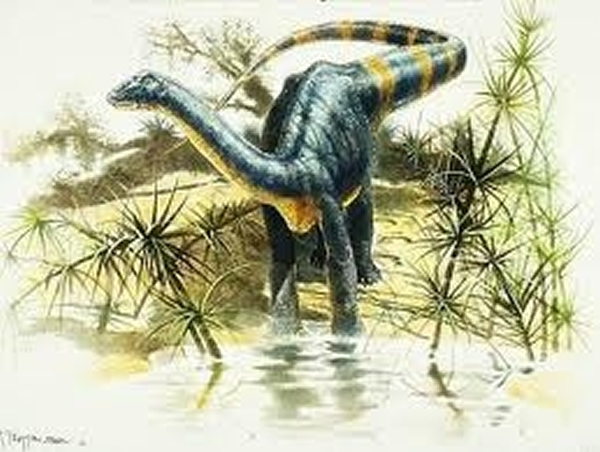 达契亚马扎尔龙(Magyarosaurus dacus)