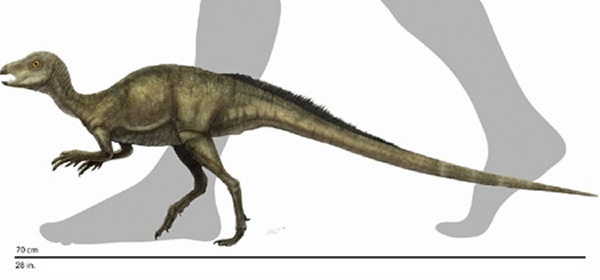 哈嘉弗鲁塔齿龙(Fruitadens haagarorum)