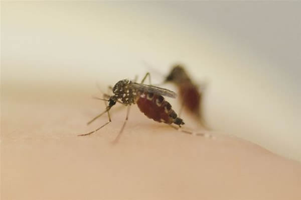 美国科学家研发出一种阻止蚊子叮人的方法