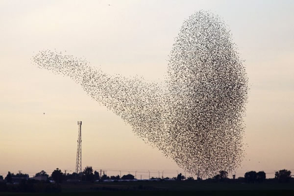 2013年1月24日,一大群欧椋鸟飞过以色列内提沃特附近农田的上空。