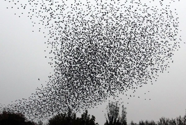 2011年10月26日,中国山西运城市一个公园上空的鸟群。