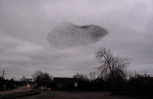 2012年12月23日,一大群候鸟聚集在法国的利耶尔奈。