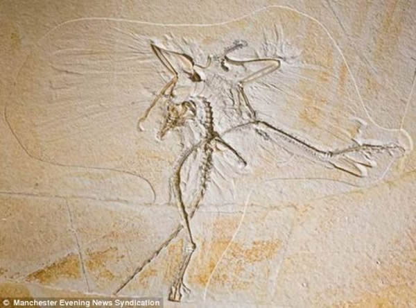 ͨ����ʼ������ë��ʯ�״ν��е�������ѧ��������ѧ�ҷ���ʼ�������ë��ɫ��ǳɫ����Ե�Ͷ˵�ʺ�ɫ�����Ǵ�ǰ��Ϊ����ȫ�ʺ�ɫ��ʼ������һ������Զ�Ŷ��������������