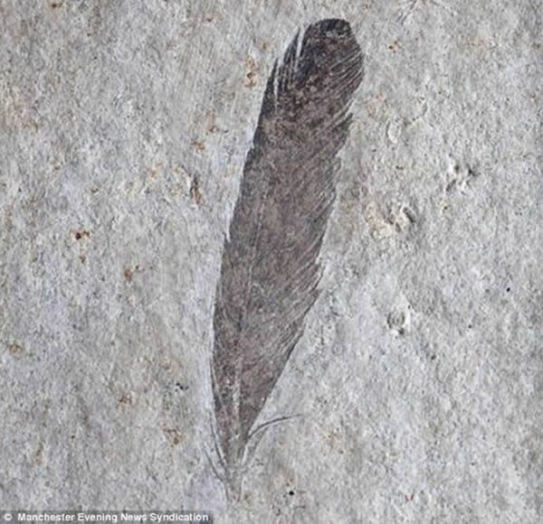 ���1.5�����ʼ������ë��ʯ�����о�����ʼ�������ë���Ǵ�ǰ��Ϊ����ȫ�ʺ�ɫ