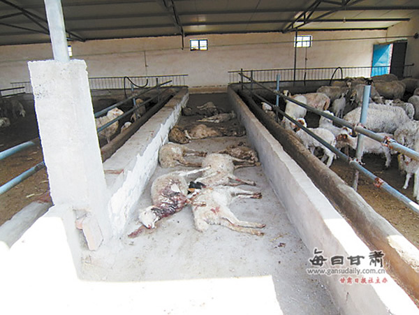 甘肃白银200多只羊被野狗咬死咬伤