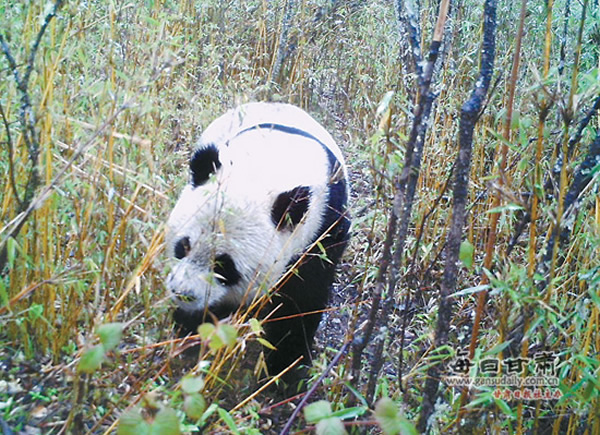 甘肃白水江保护区多次拍摄到野生大熊猫