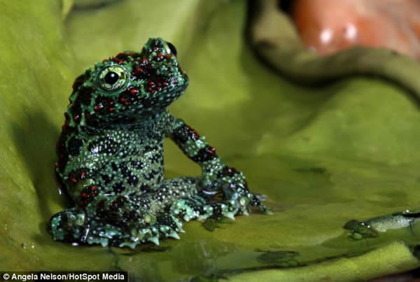 Ӣ��һֻԽ��̦޺����˯��������