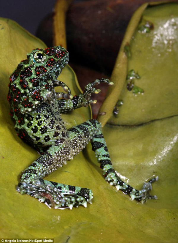 Ӣ��һֻԽ��̦޺����˯��������