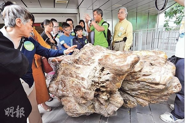 香港荃湾如心广场建立“如心化石公园”