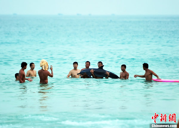 海南三亚海豚搁浅受伤 市民游客竟争相合影