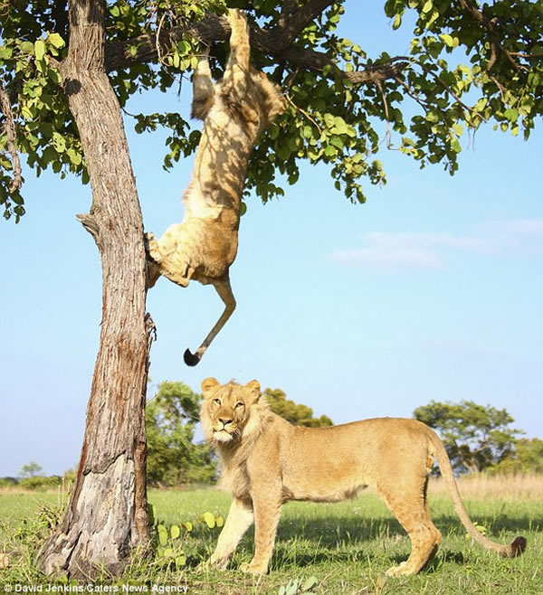 ������ֻʨ��Ϊ������������С�