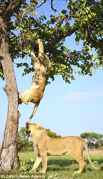 ������ֻʨ��Ϊ������������С�