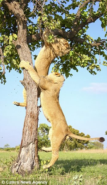 ������ֻʨ��Ϊ������������С�