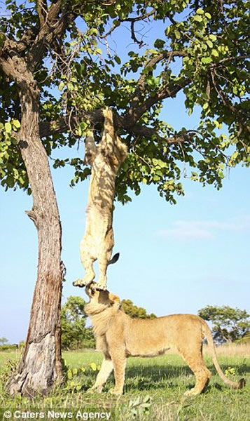 ������ֻʨ��Ϊ������������С�