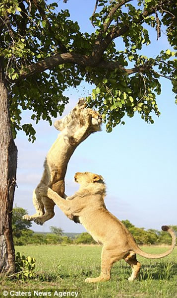 ������ֻʨ��Ϊ������������С�