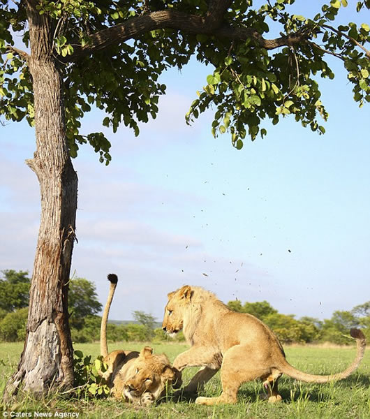 ������ֻʨ��Ϊ������������С�