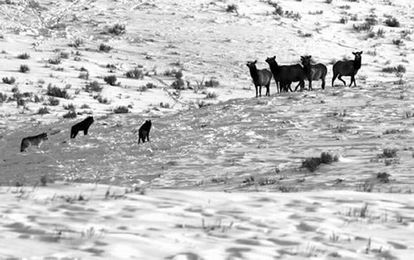 新研究表明麋鹿并没有被灰狼压迫得那么厉害