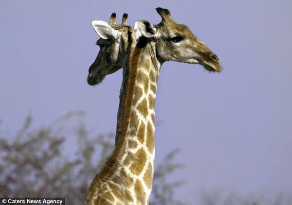 �������㵽��˫ͷ����¹��