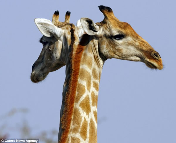 �������㵽��˫ͷ����¹��